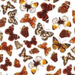 La Décalcomanie Chintz Papillons brun et clair 22 x 23 cm vous permet de décorer vos porcelaines et donne un rendu exceptionnel.